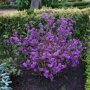 Callicarpa bodinieri 'Profusion'